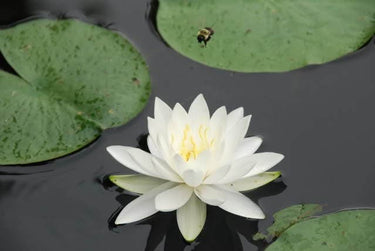 10 WHITE WATER LILY / Lily Pad / Sacred Asian Water Lotus Nymphaea Ampla Flower Seeds